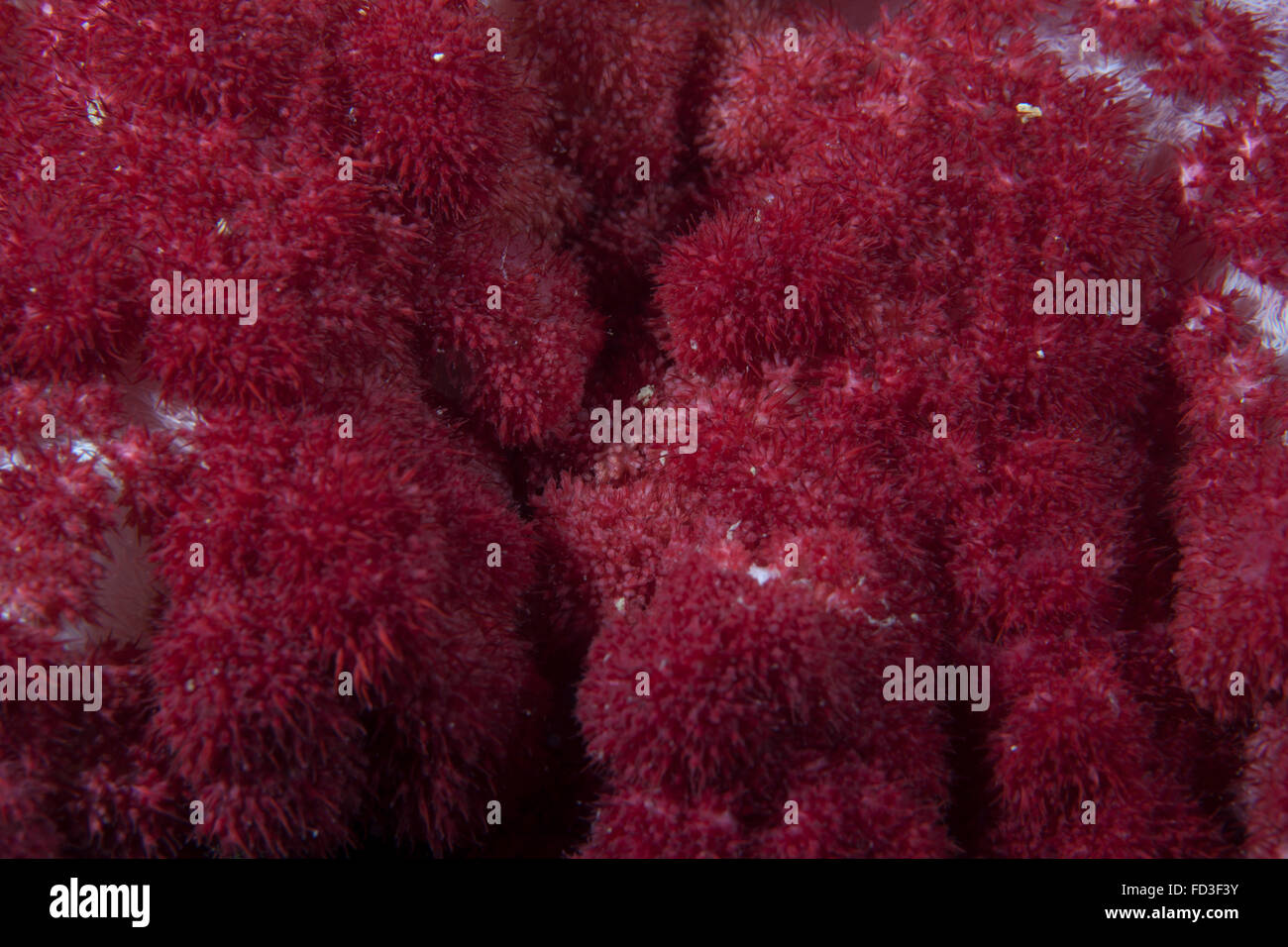 Extreme close-up of soft coral on a Fijian reef. Stock Photo
