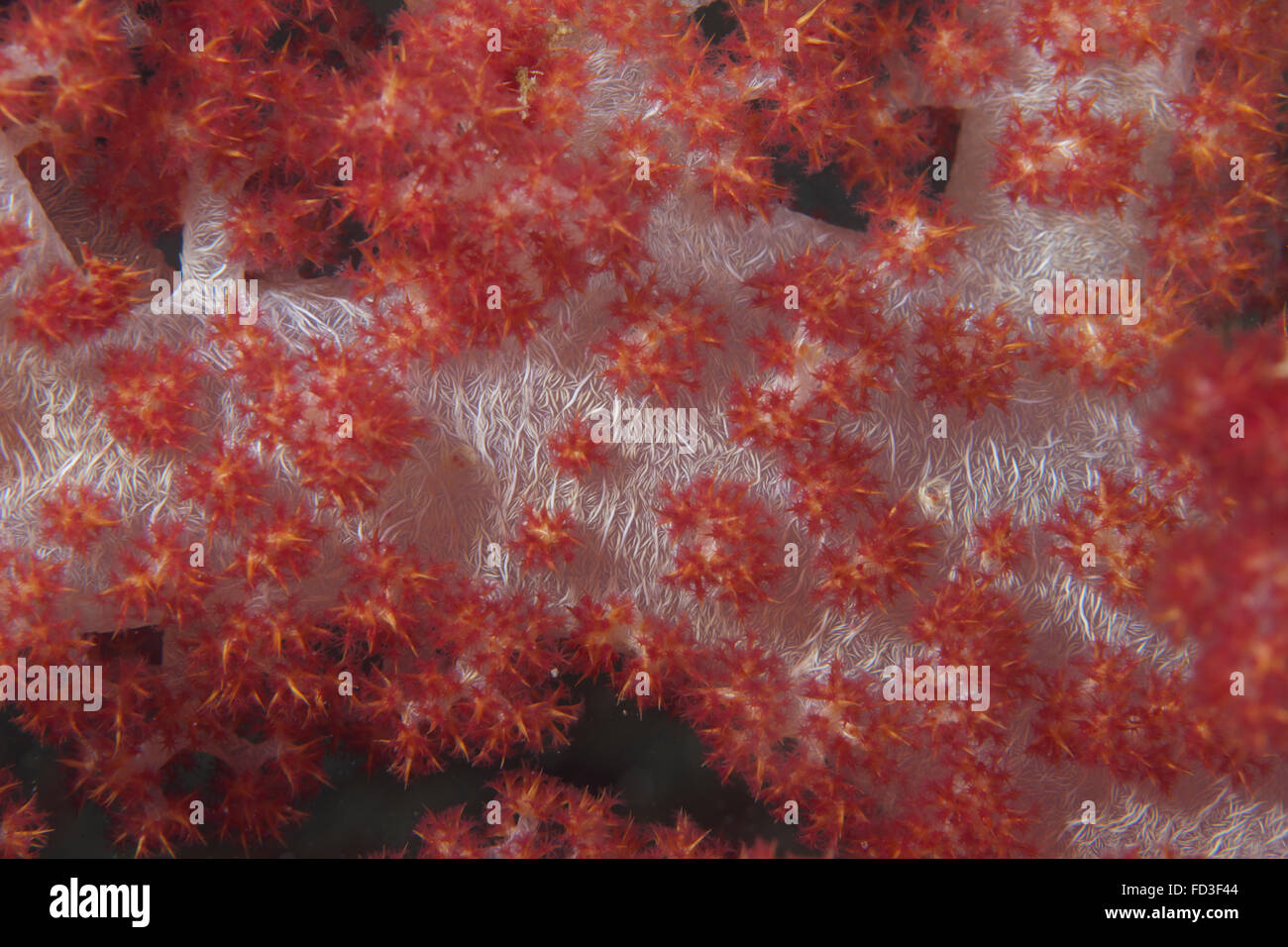 Red tree coral (Dendronephthya) on a Fijian reef. Stock Photo
