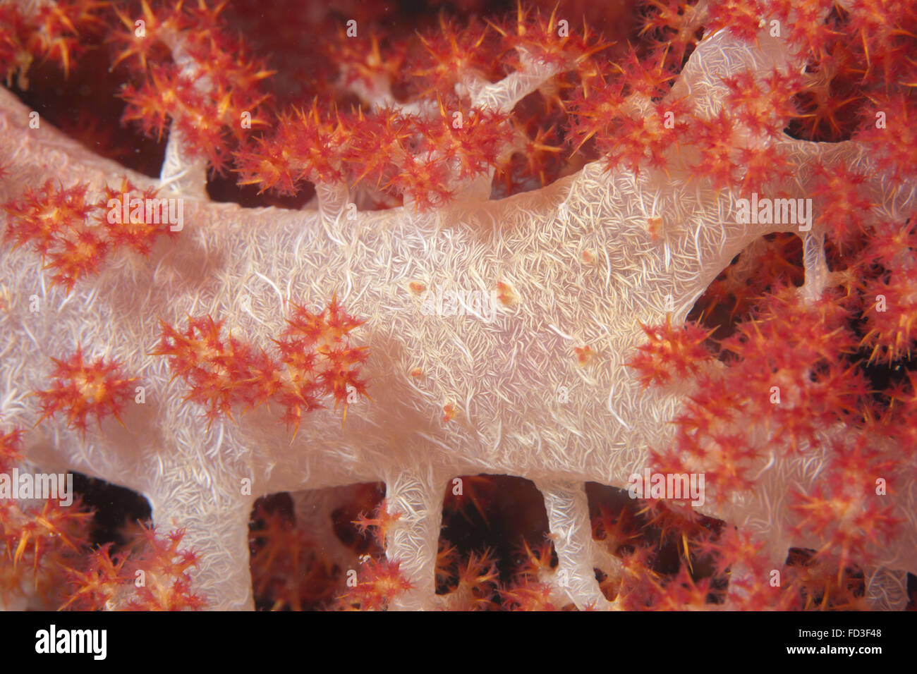 Red tree coral (Dendronephthya) on a Fijian reef. Stock Photo