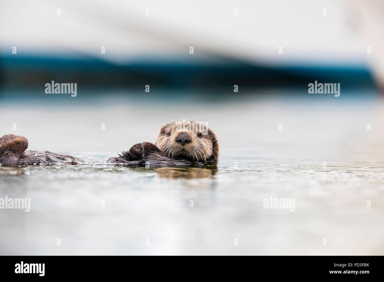 Sea Otter, Enhydra lutris nereis, resting on its back with crossed pawns on its belly Stock Photo