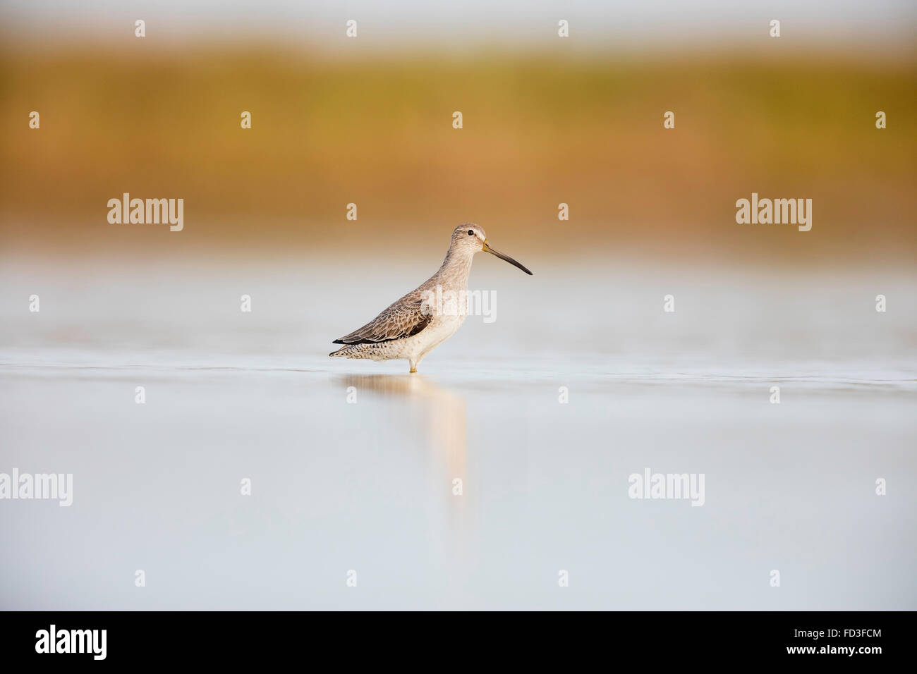 Short-billed Dowitcher standing / wading in a shallow water at the Fort De Soto Park, Florida Stock Photo