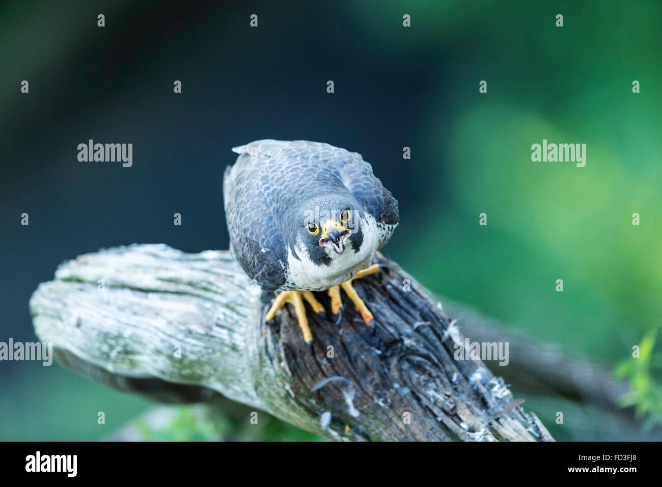 Endangered bird of prey, adult Peregrine Falcon, looking up with opened beak while perched on a weathered tree branch Stock Photo