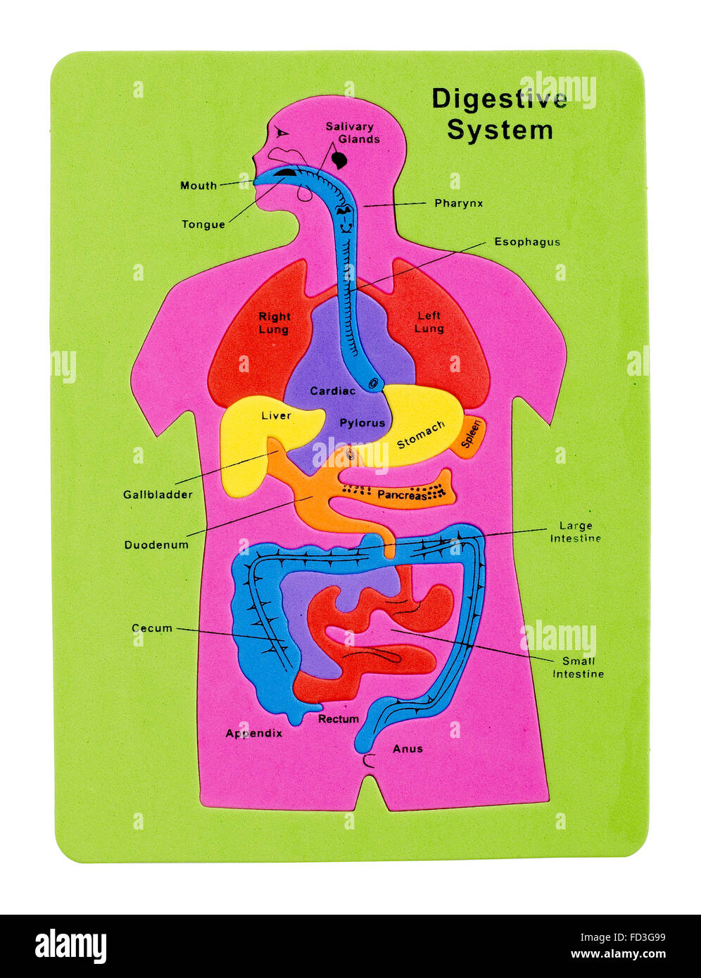 Digestive System Puzzle Stock Photo - Alamy