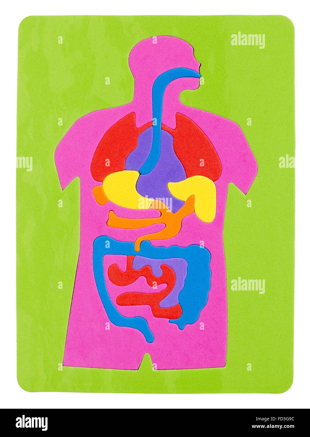 Digestive System Puzzle Stock Photo