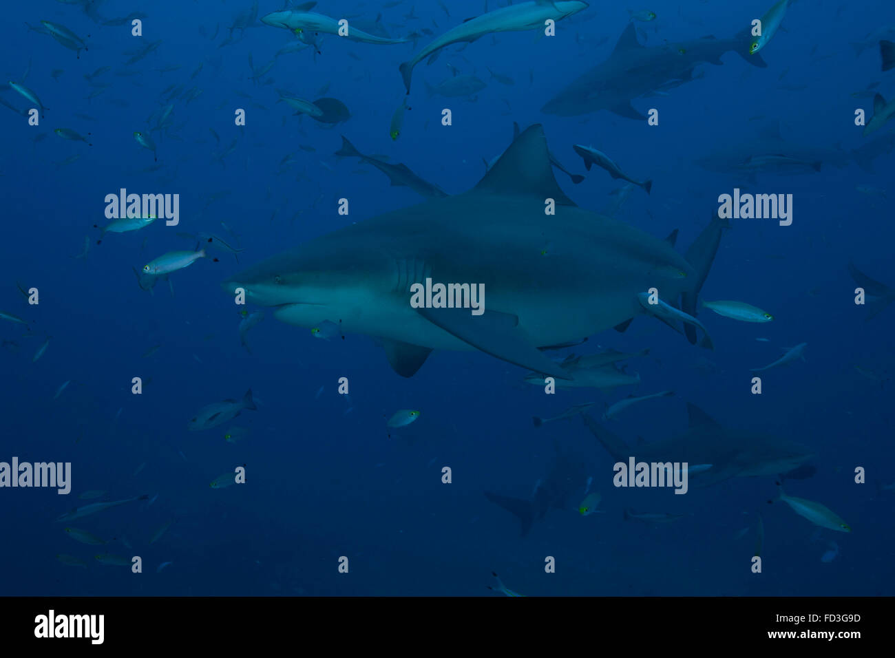 A large bull shark (Carcharhinus leucas) at The Bistro dive site in Fiji. Stock Photo