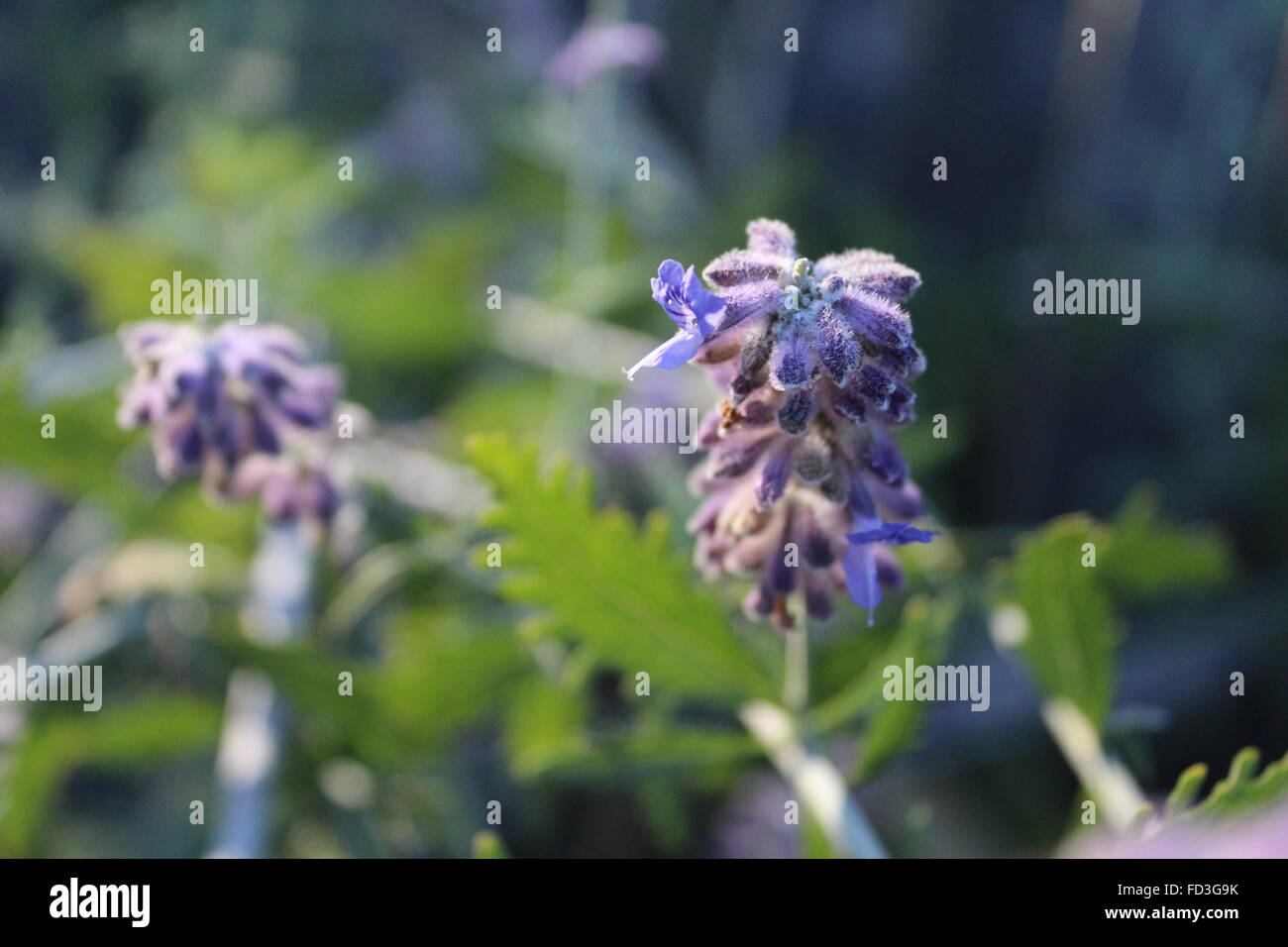 Purple garden flowers Stock Photo - Alamy