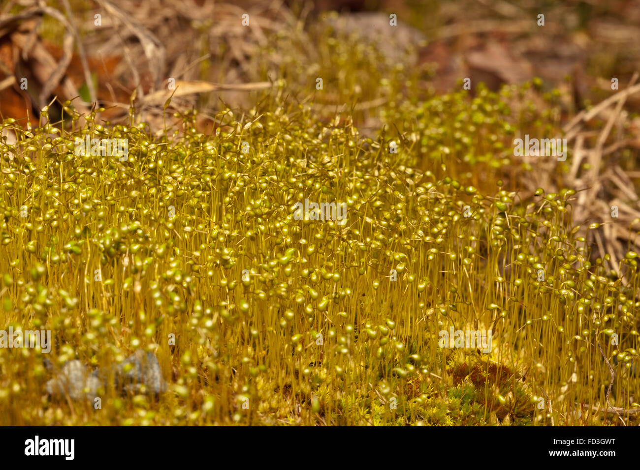 Moss with the reproductive sporophytes growing out of the gametophyte Stock Photo