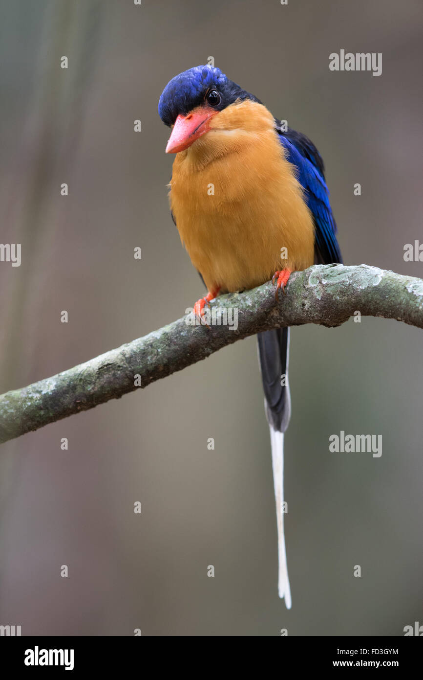 Buff breasted paradise kingfisher tanysiptera sylvia hires stock