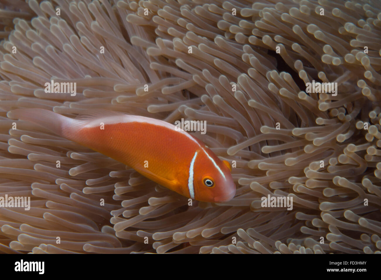 Pink anemonefish in its host anenome, Fiji. Stock Photo