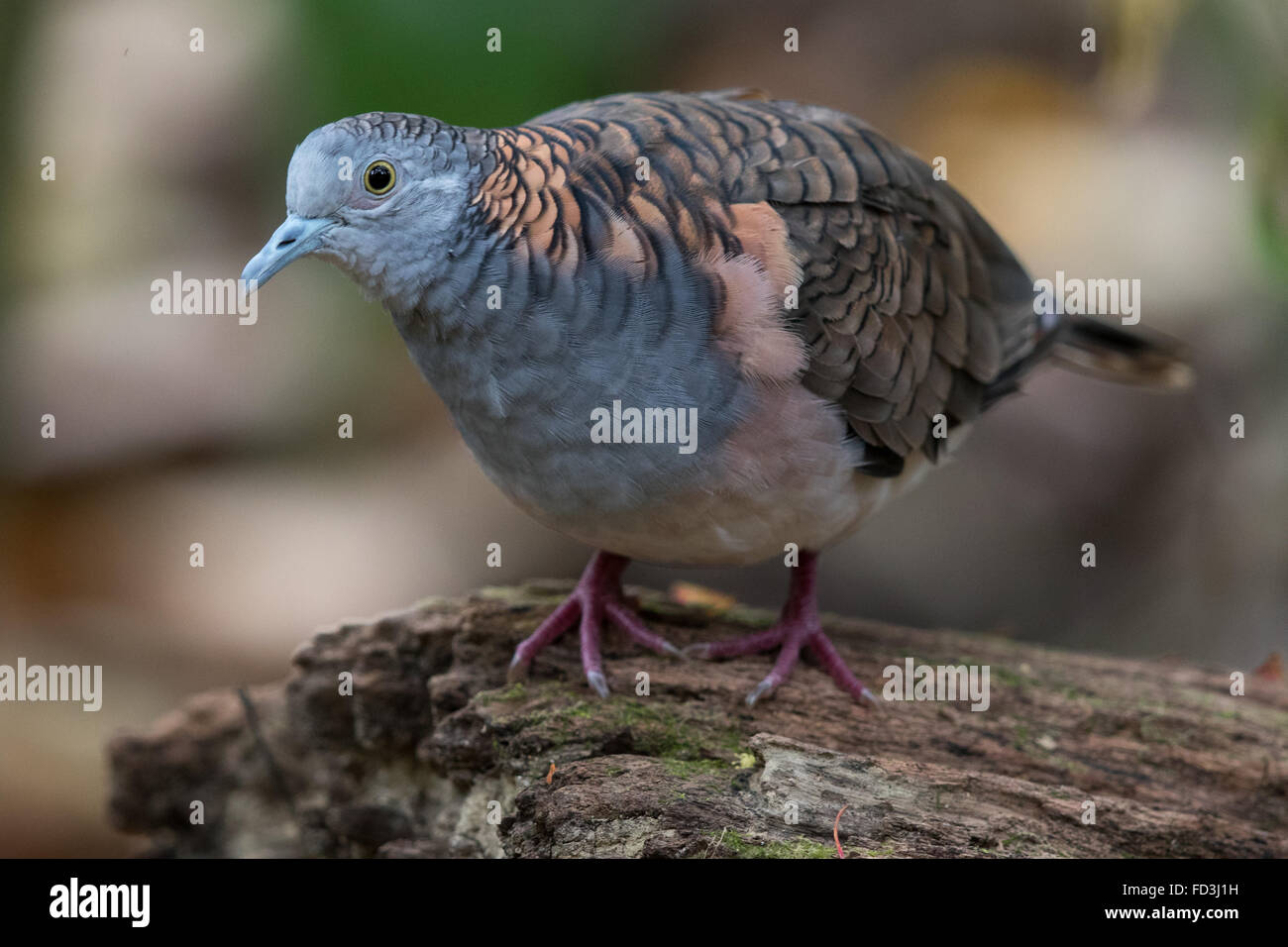 Bar-shouldered Dove (Geopelia humeralis) standing on a log Stock Photo