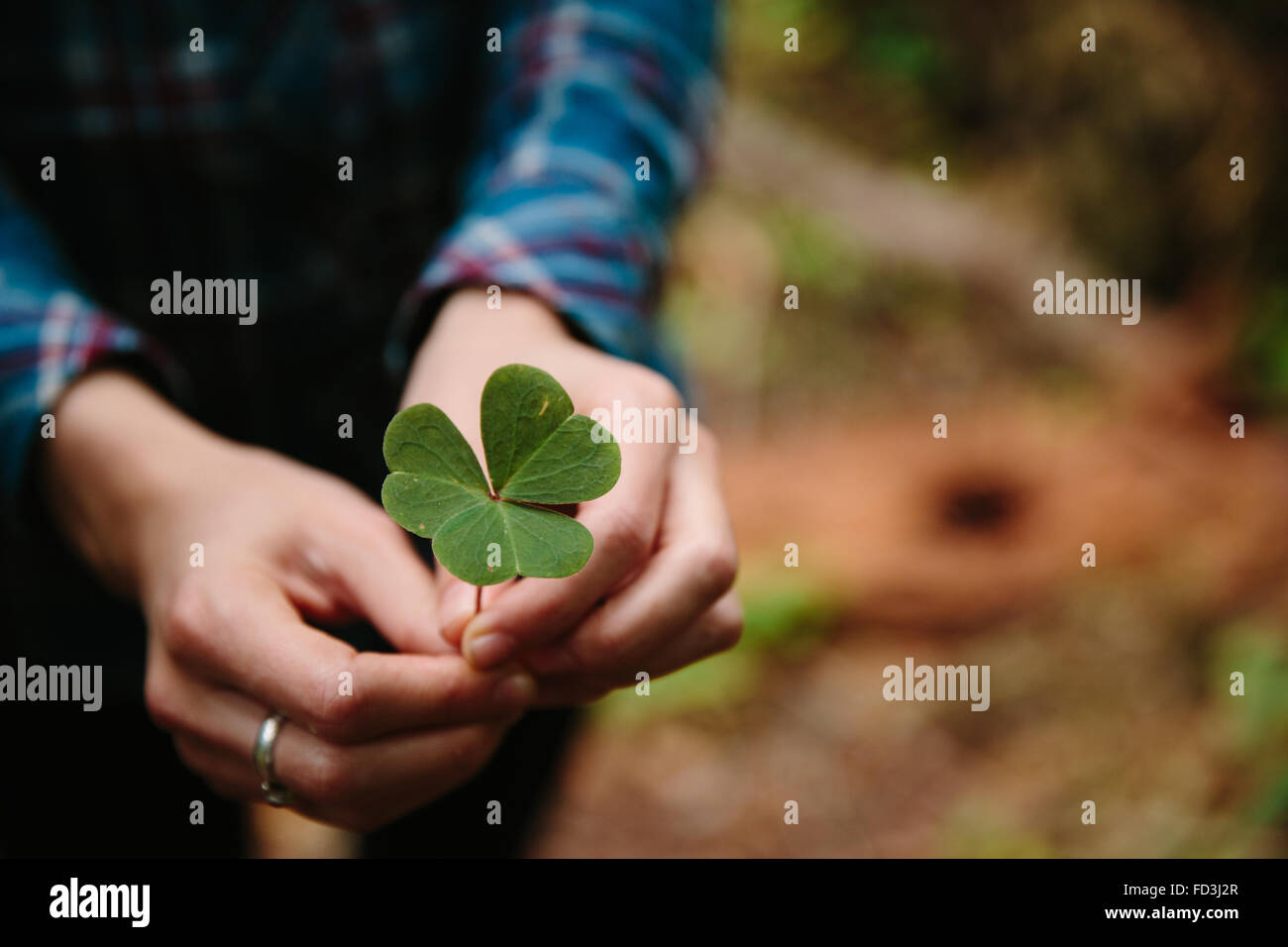 Woman holds clover leaf in her hands Stock Photo