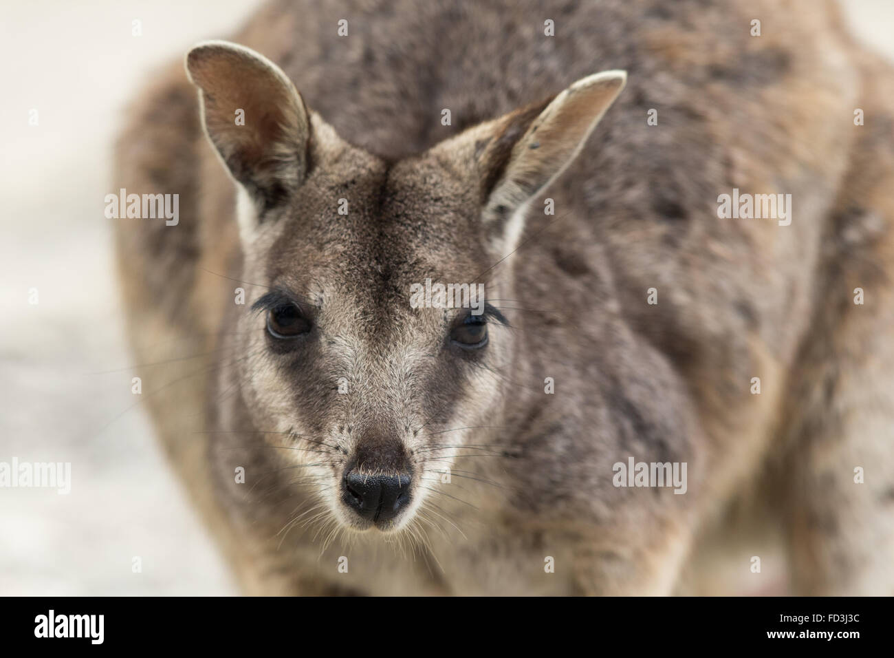 headshot of Mareeba Rock Wallaby (Petrogale mareeba) Stock Photo