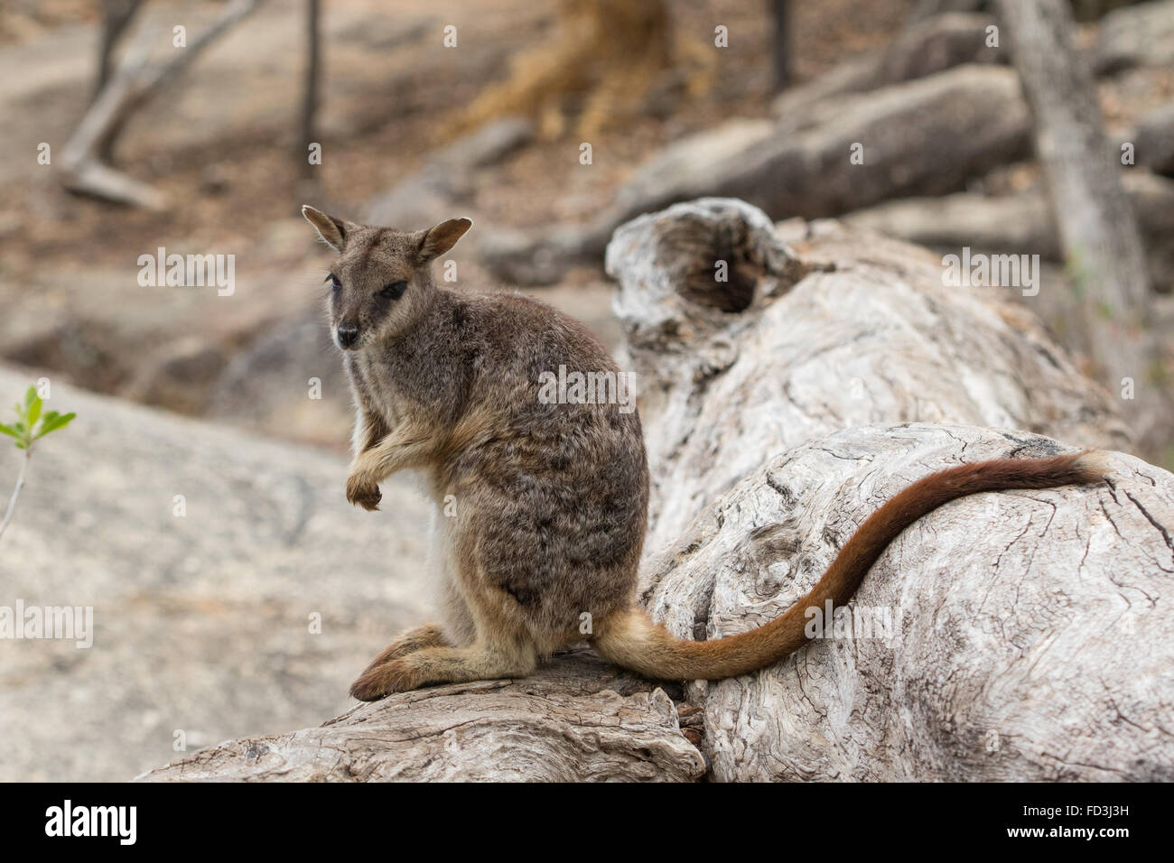 Dead wallaby hi-res stock photography and images