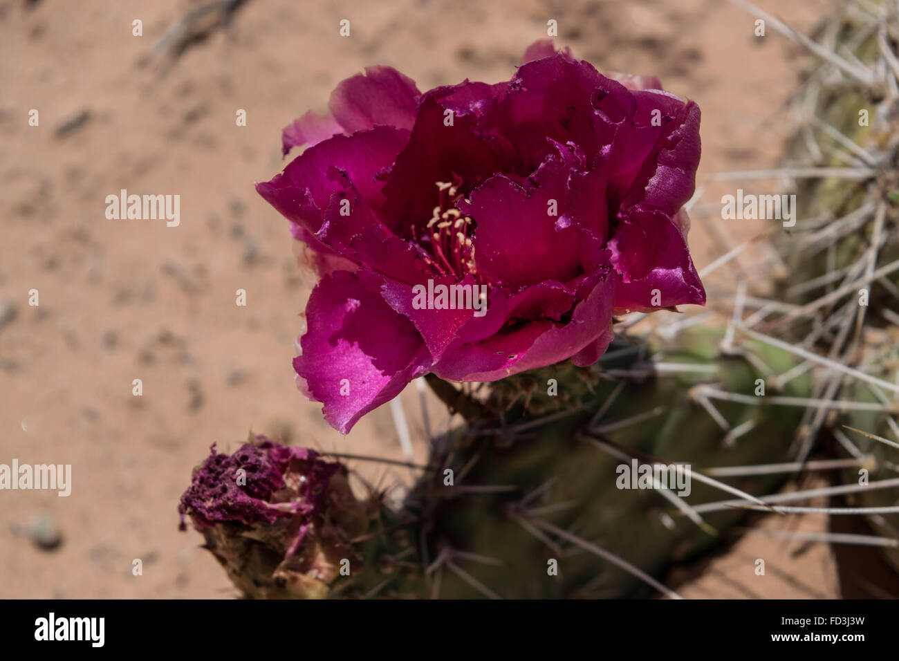 Beauty in Danger Stock Photo Alamy
