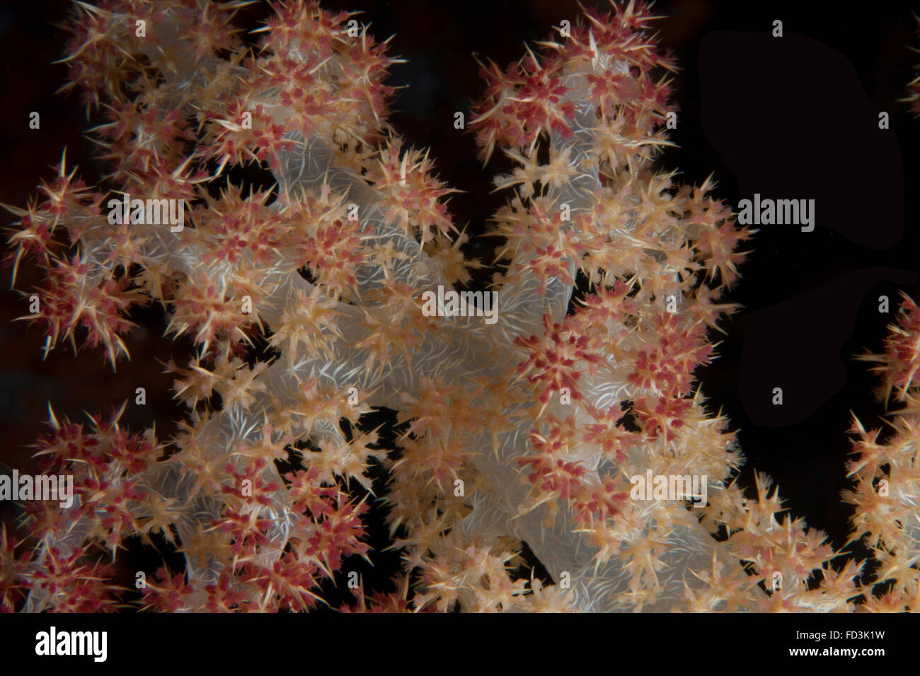 Close-up of tree coral on a Fijian reef. Stock Photo