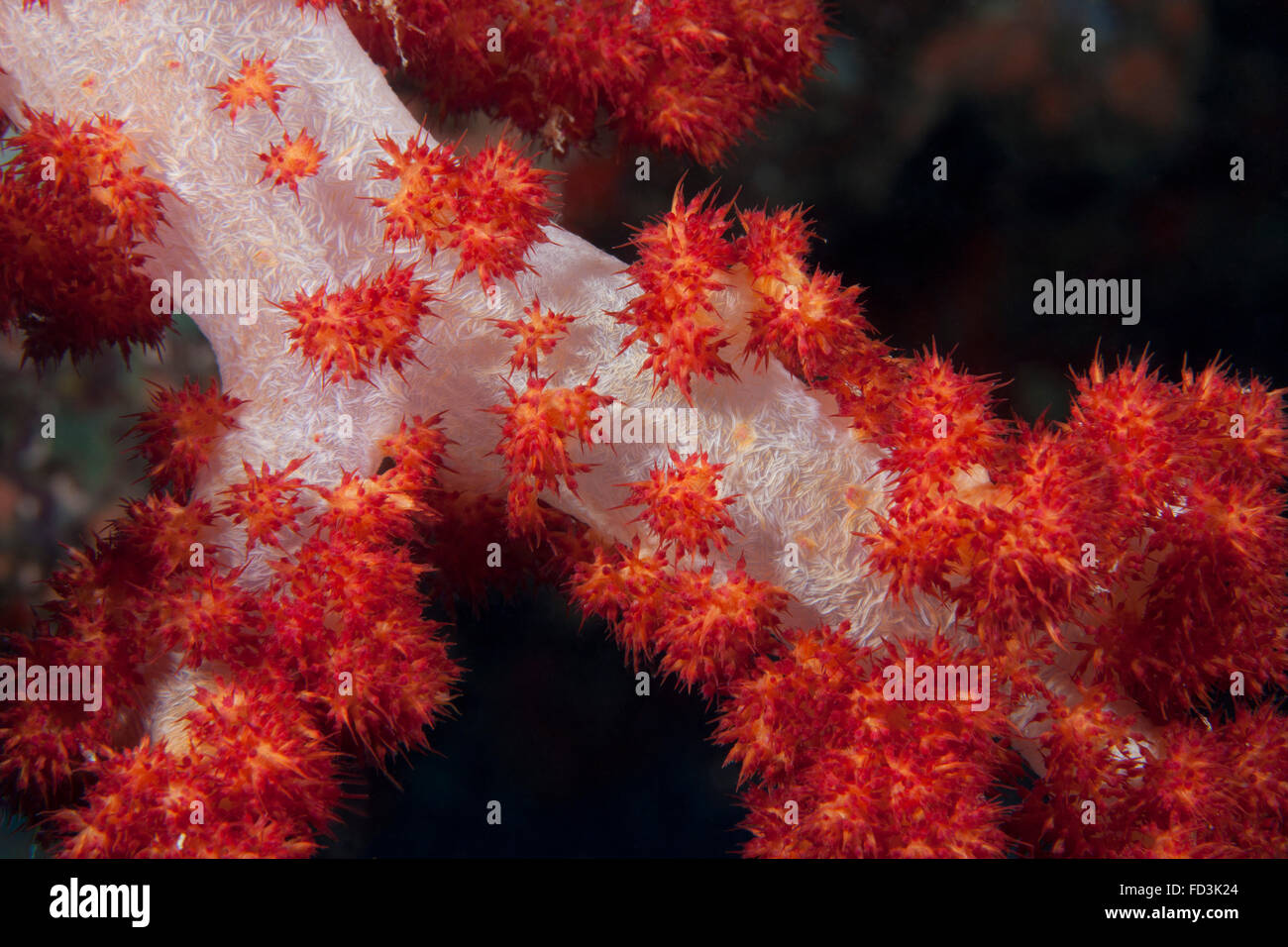 Red tree coral on a Fijian reef. Stock Photo