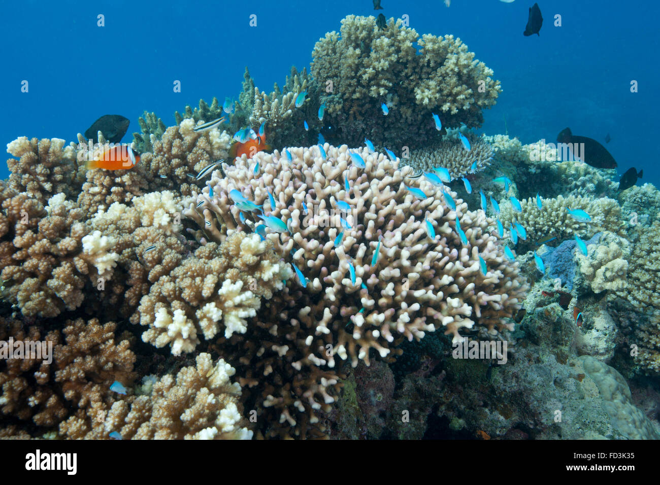 Stony corals (Acropora nusata), Beqa Lagoon, Fiji. Stock Photo