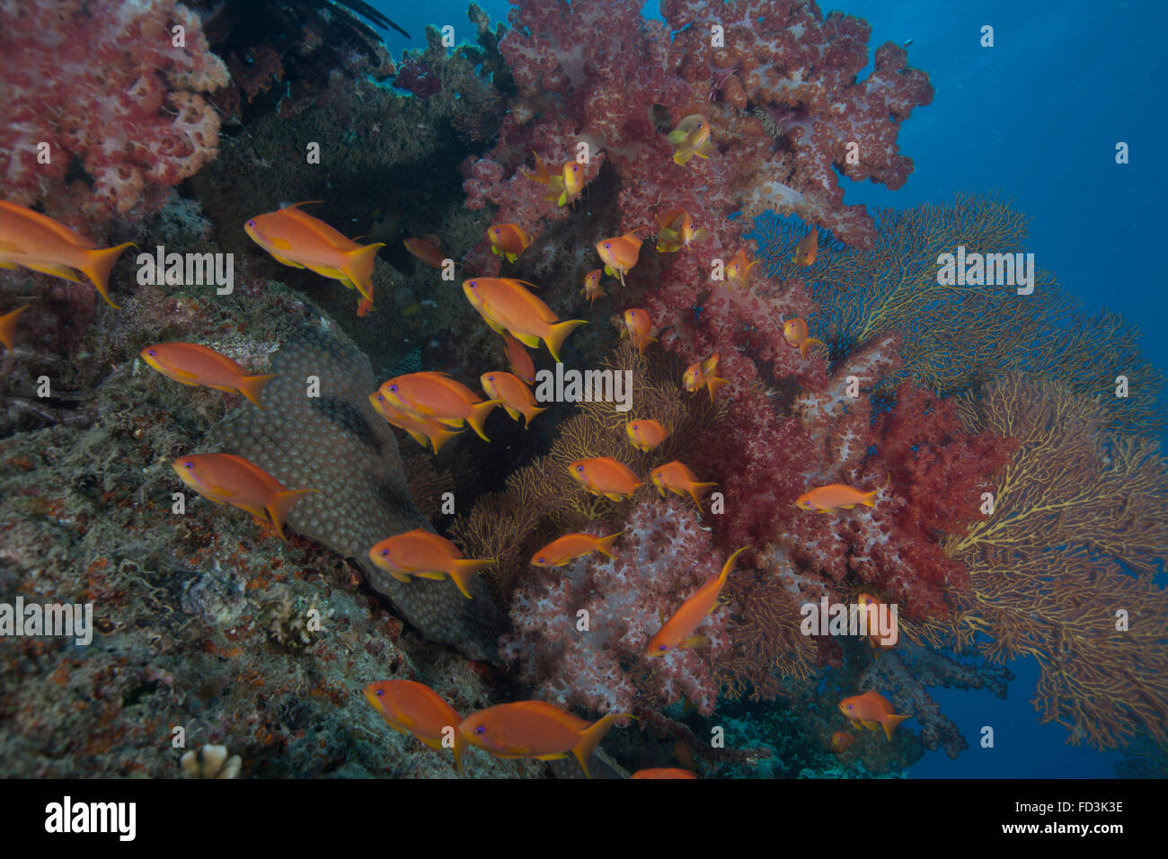 Scalefin anthias fish (Pseudanthias squamipinnis) swimming in Beqa ...
