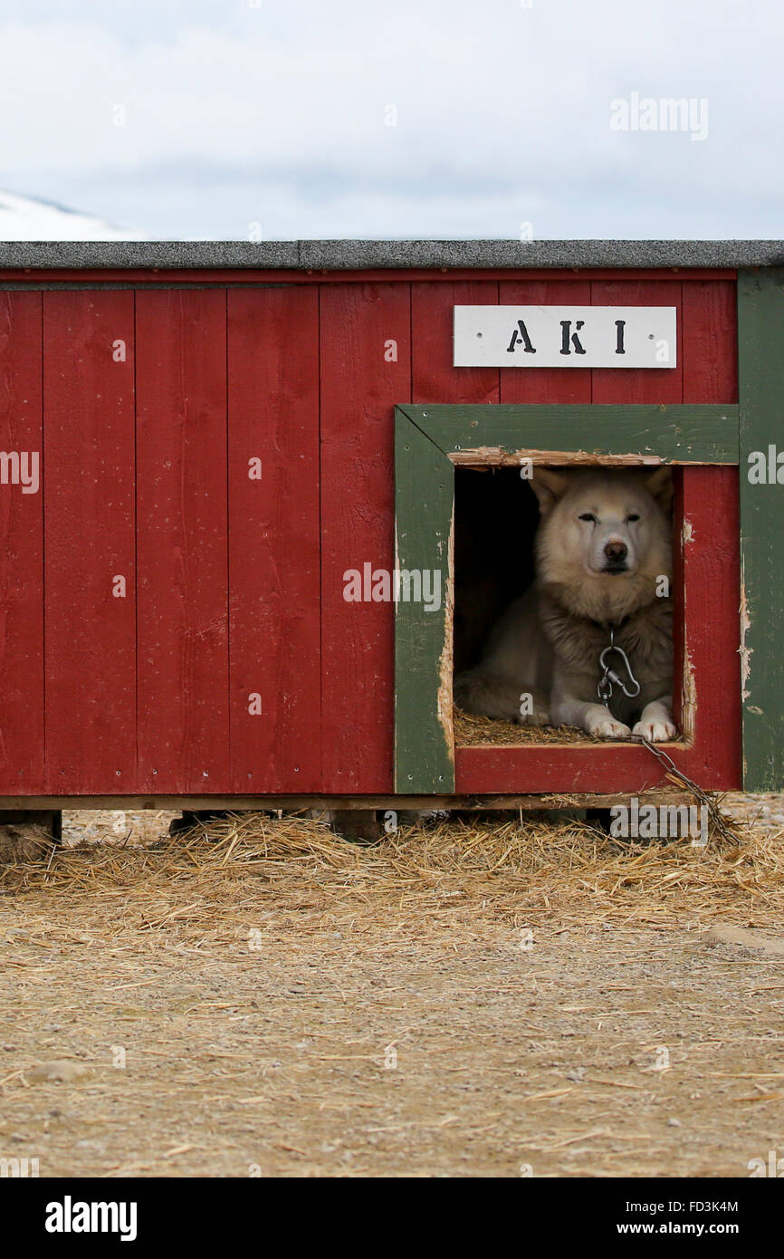 Svalbard, Bear Island aka Bjørnøya. Working dog in hut. Stock Photo