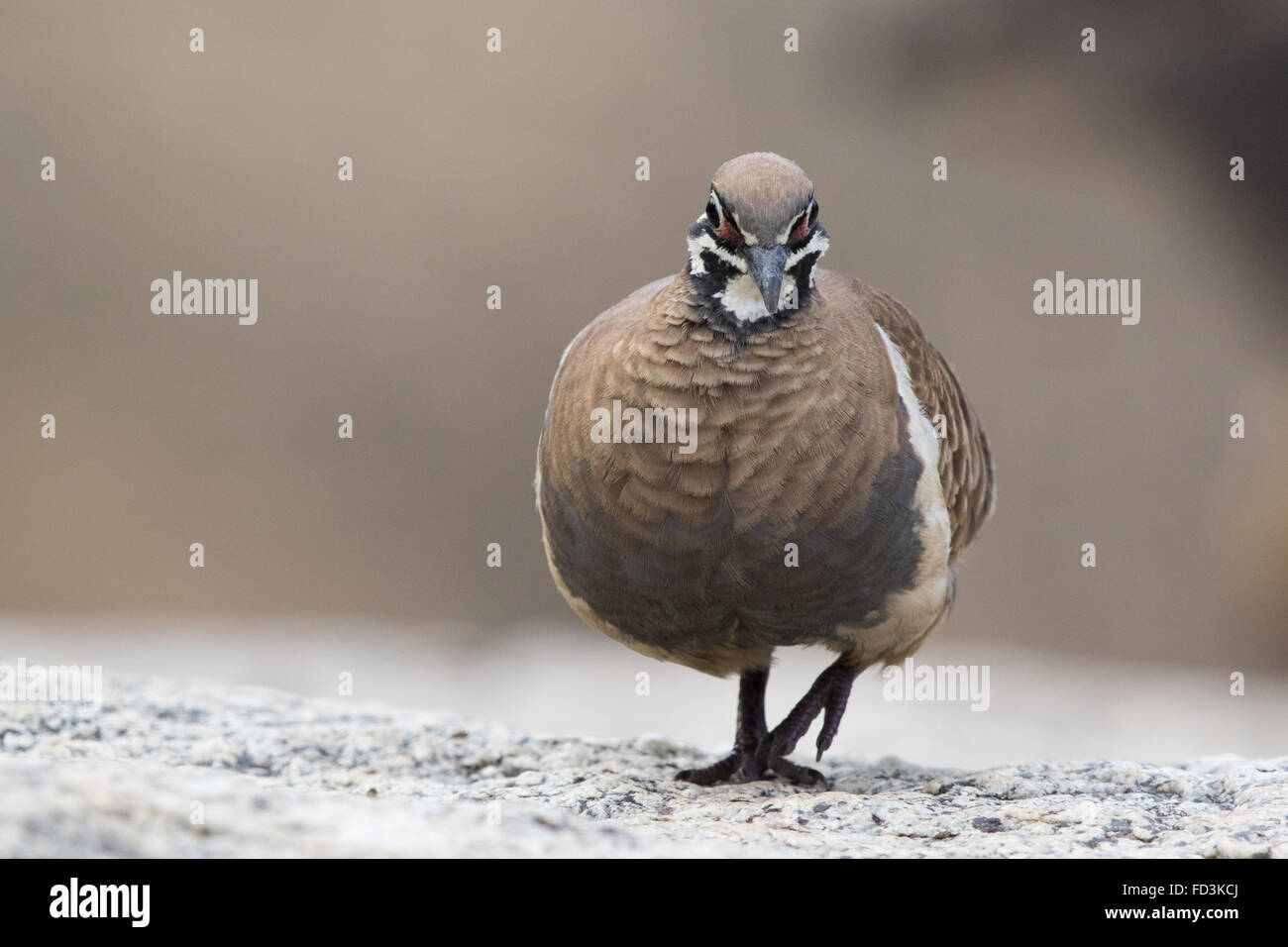 Squatter Pigeon (Geophaps scripta) Stock Photo