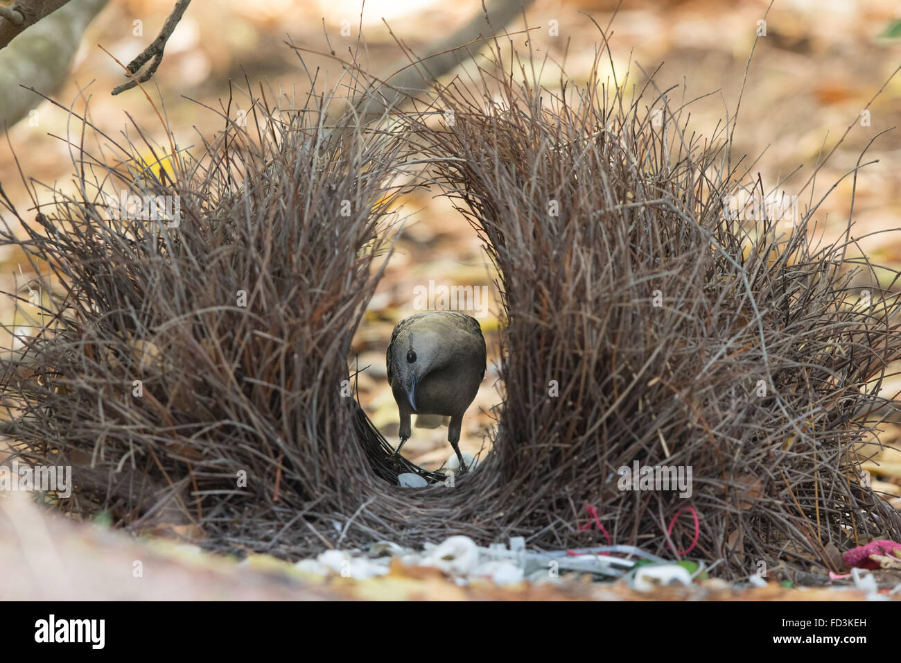 Great Bowerbird (Chlamydera nuchalis) tending its bower decorated with white plastic Stock Photo