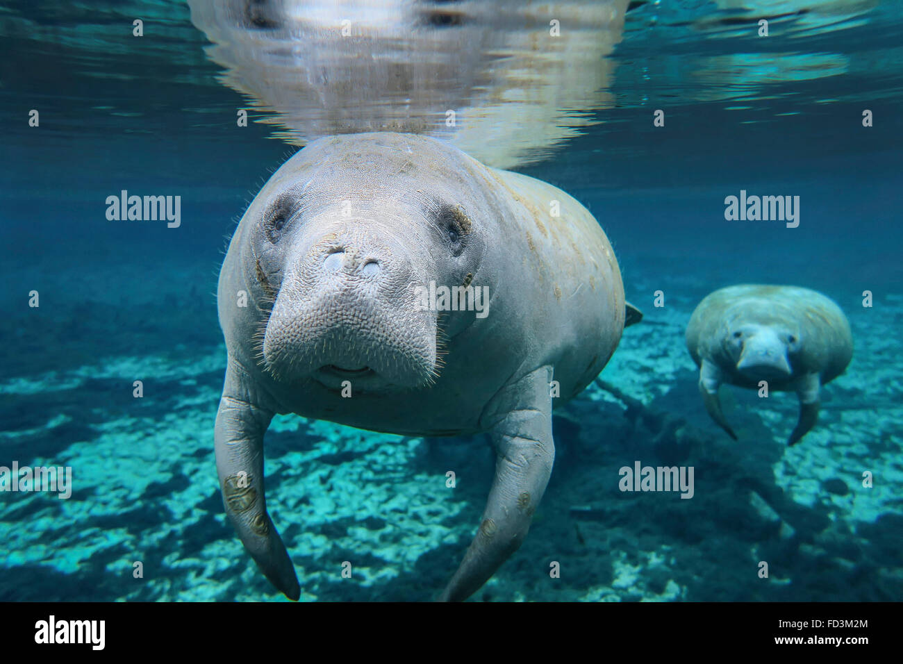 A pair of manatees swimming in formation with the lead manatee in the crystal clear freshwater of the Fanning Springs inlet to t Stock Photo