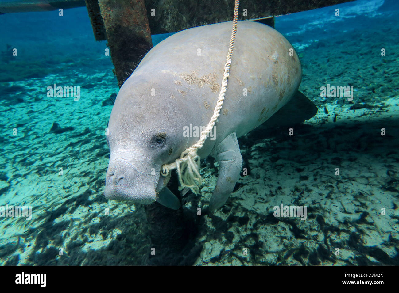 A manatee gnawing on the dock line for reasons unknown at Fanning Springs State Park in Fanning Springs, Florida. Stock Photo