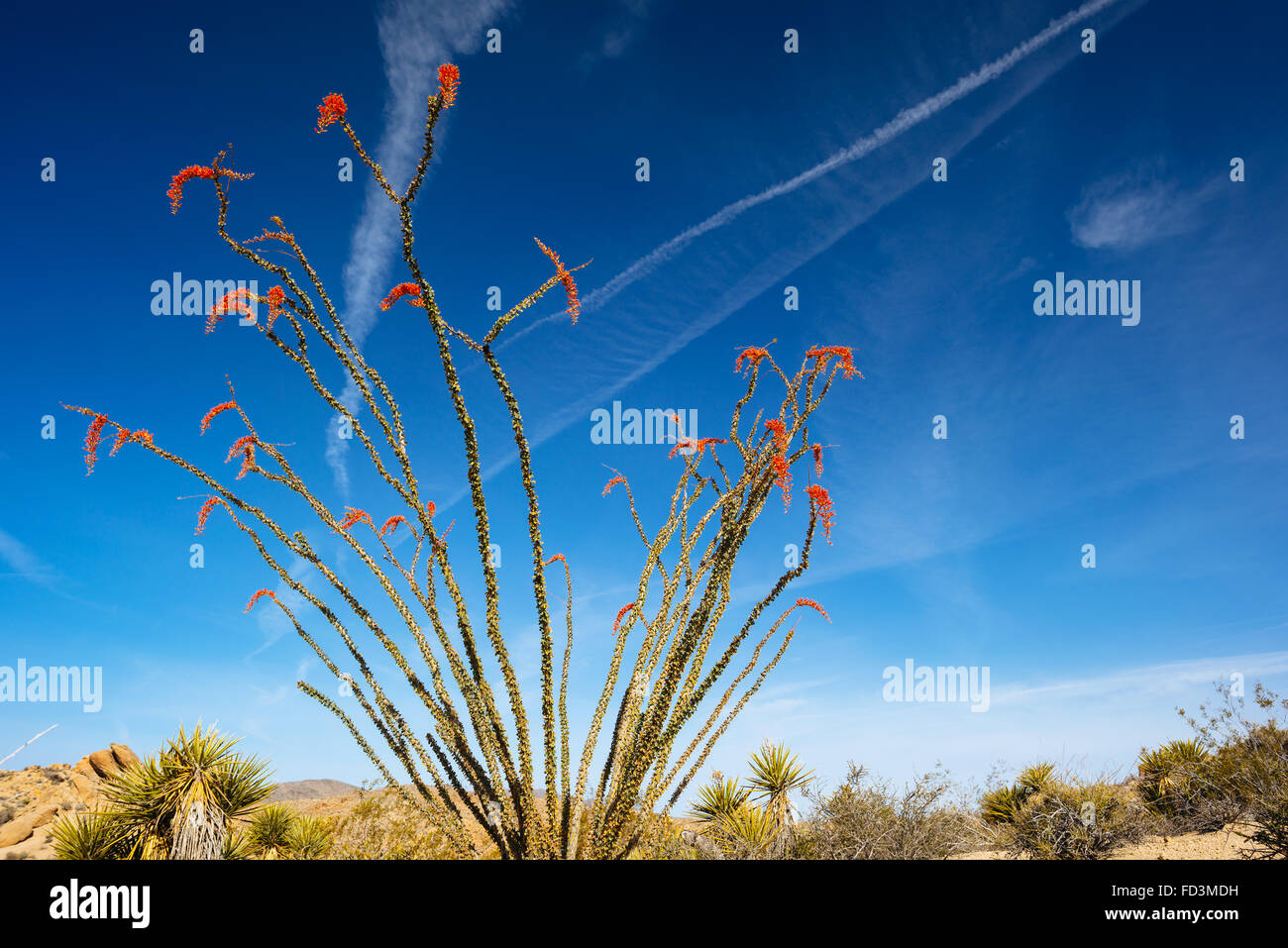 Fouquieria splendens (ocotillo) in Joshua Tree National Park, California Stock Photo