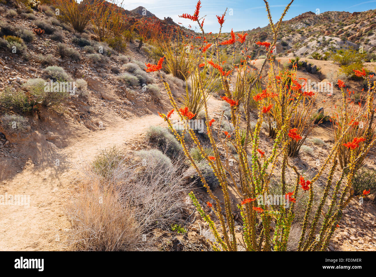Hiking the Lost Palms Canyon Trail in Joshua Tree National Park, California Stock Photo
