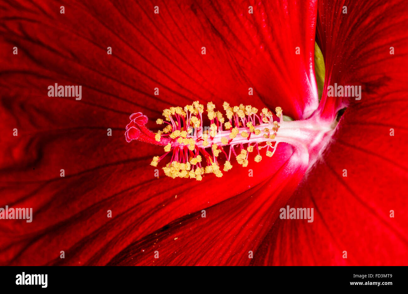 Yellow hibiscus flower plant hi-res stock photography and images - Alamy