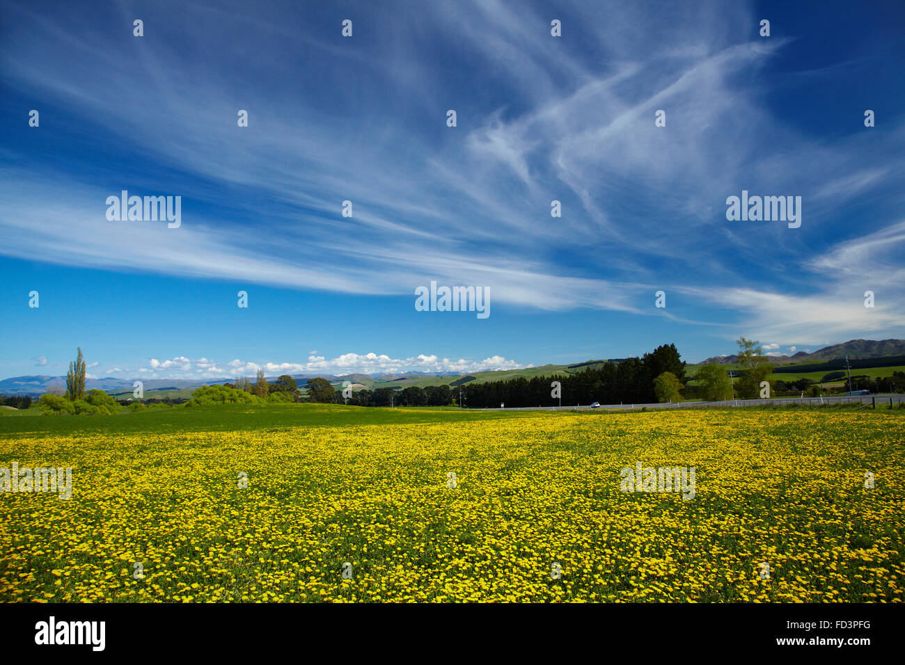 Field of dandelions, near Greta Valley, North Canterbury, South Island, New Zealand Stock Photo