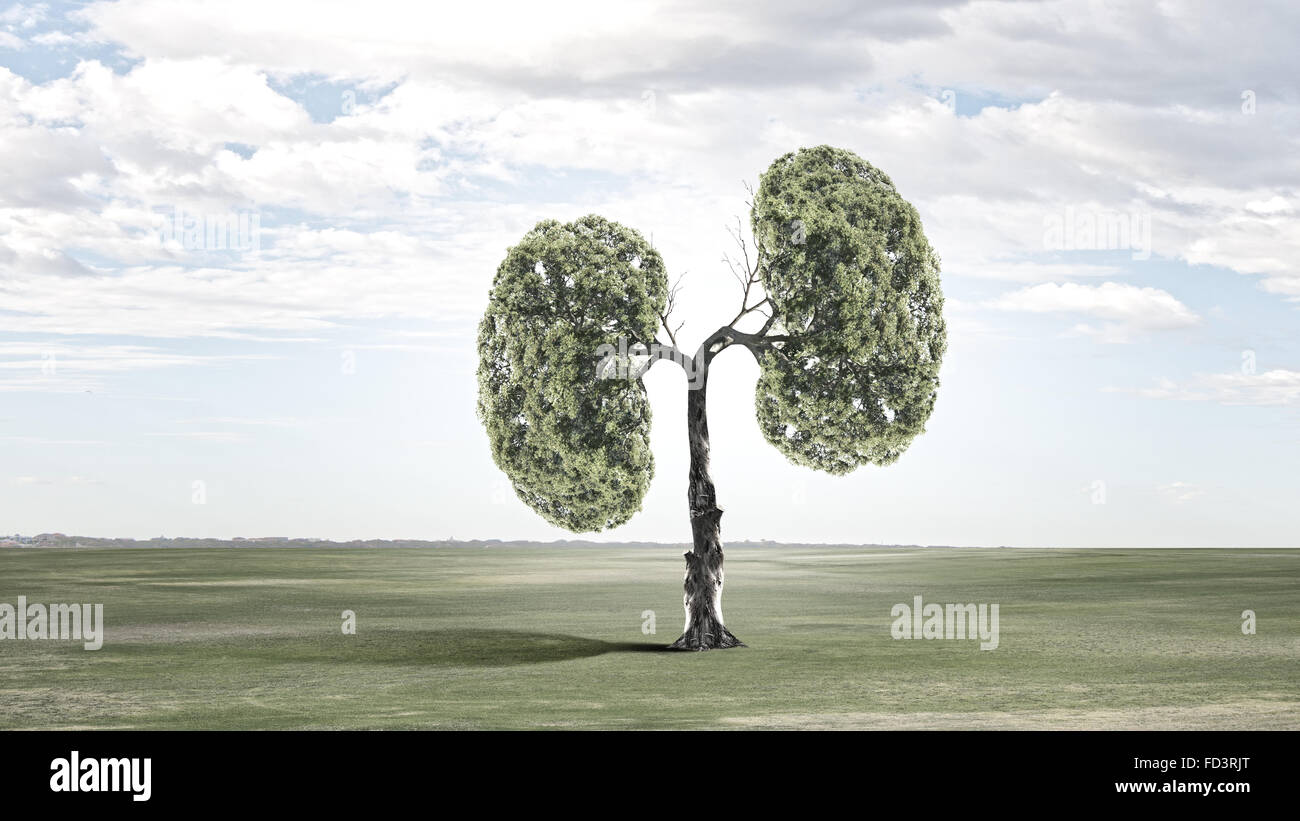 Conceptual image of green tree shaped like human lungs Stock Photo - Alamy