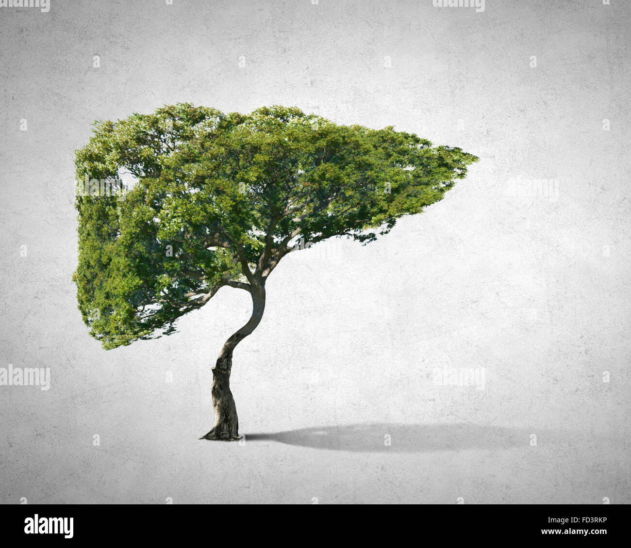 Conceptual image of green tree shaped like human liver Stock Photo - Alamy