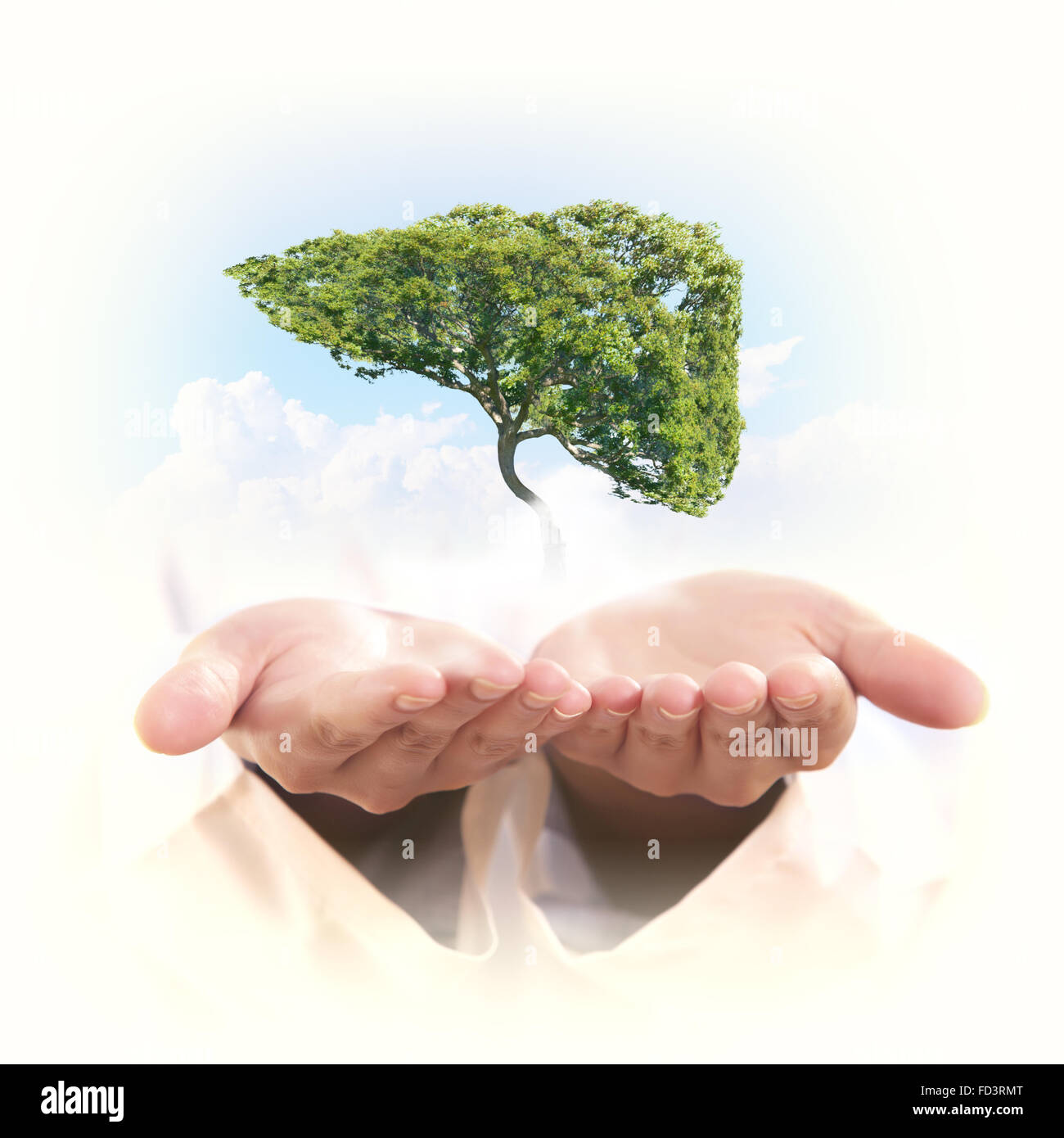 Conceptual image of green tree shaped like human liver Stock Photo - Alamy