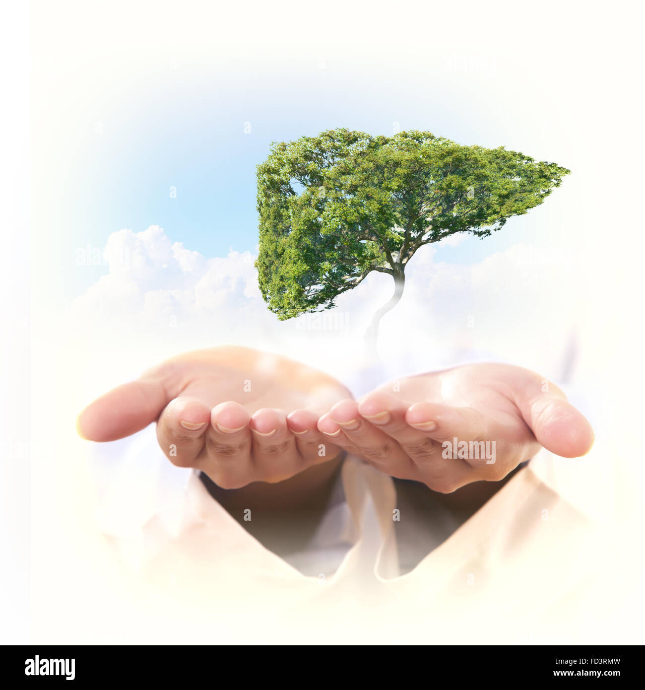 Conceptual image of green tree shaped like human liver Stock Photo - Alamy