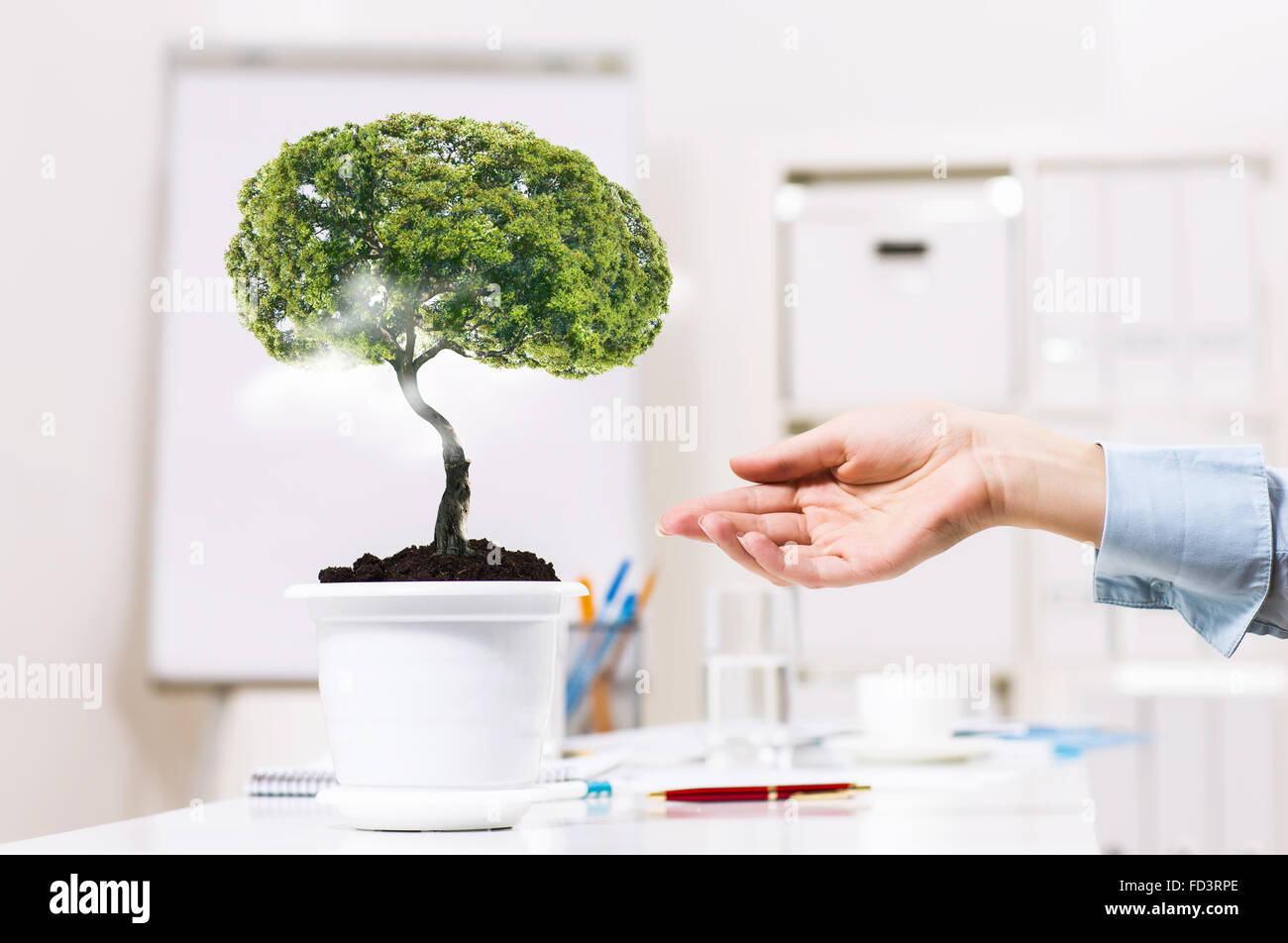 Close up of human hand and tree in flower pot Stock Photo - Alamy