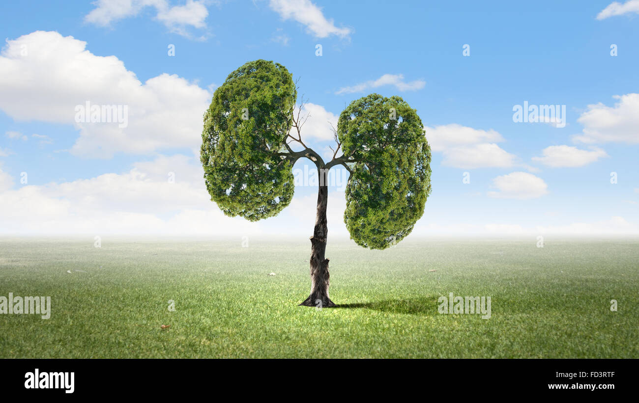 Conceptual image of green tree shaped like human lungs Stock Photo - Alamy