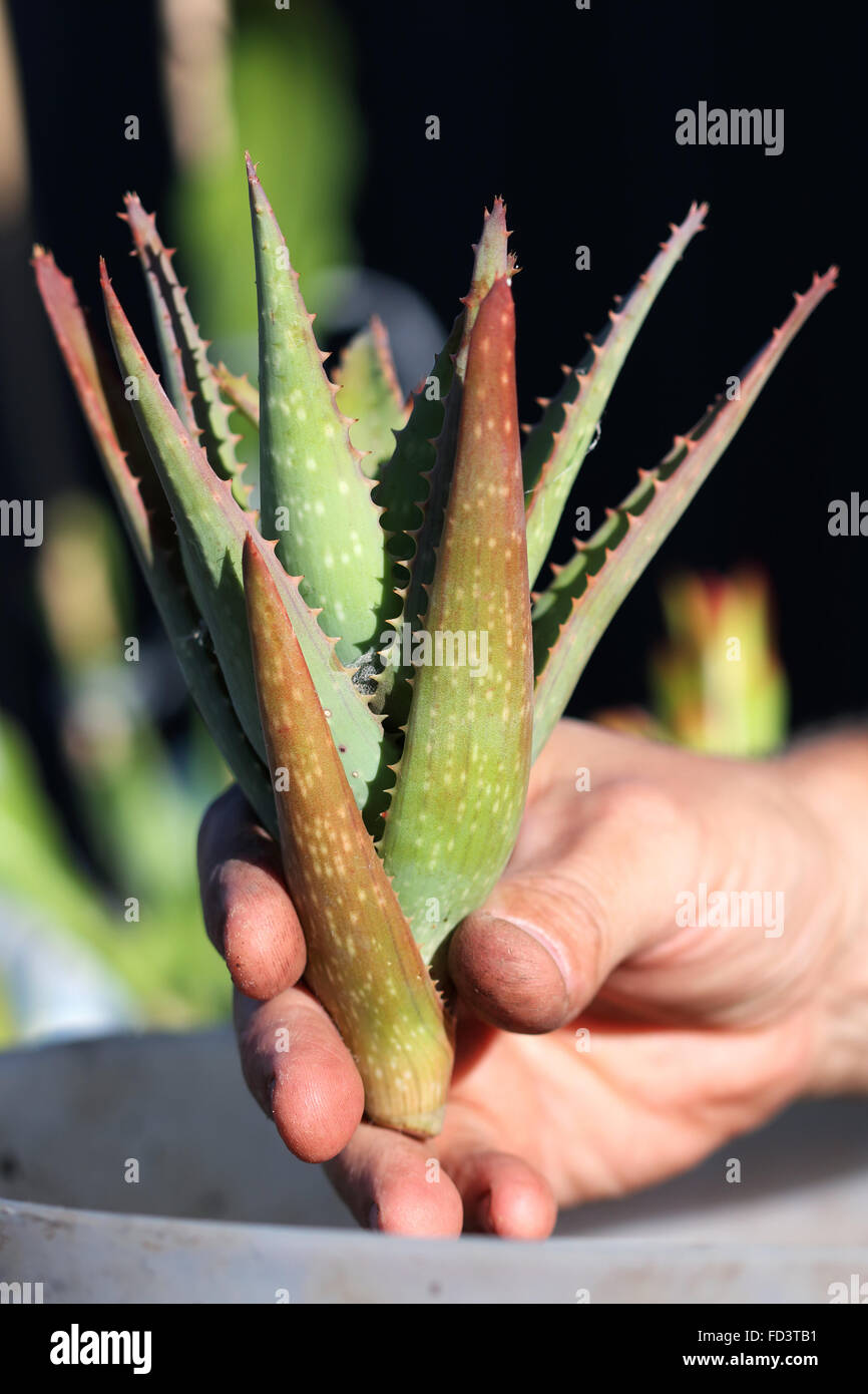 Right Hand holding aloe vera plant Stock Photo