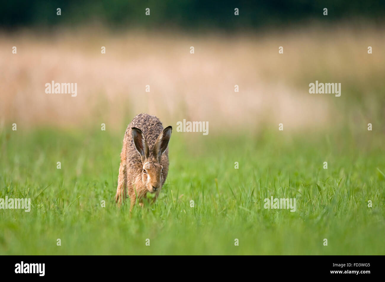 Wild brown hare running in a field Stock Photo