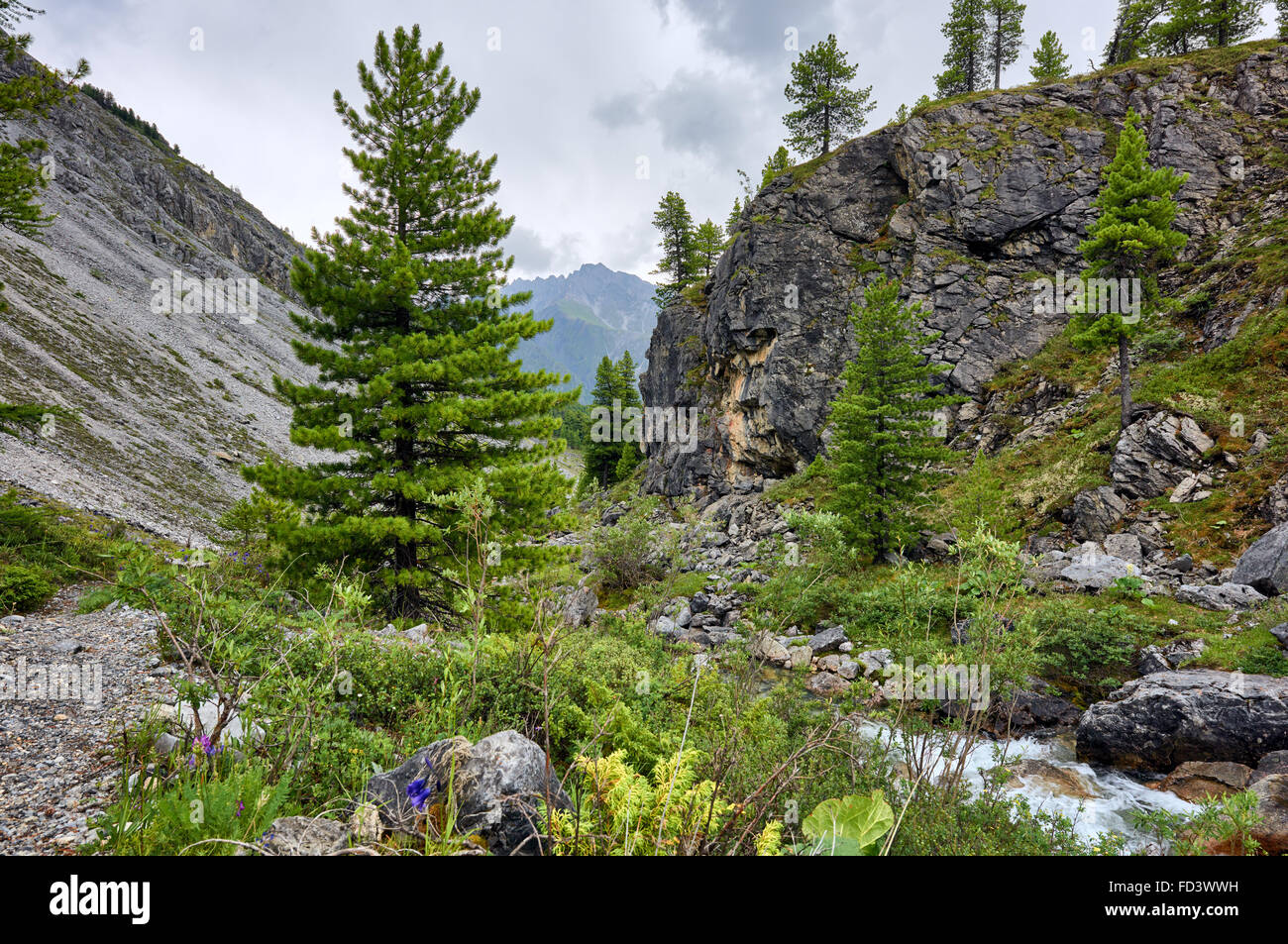 Young Siberian pine in the valley of the mountain brook . Eastern Siberia. Russia Stock Photo