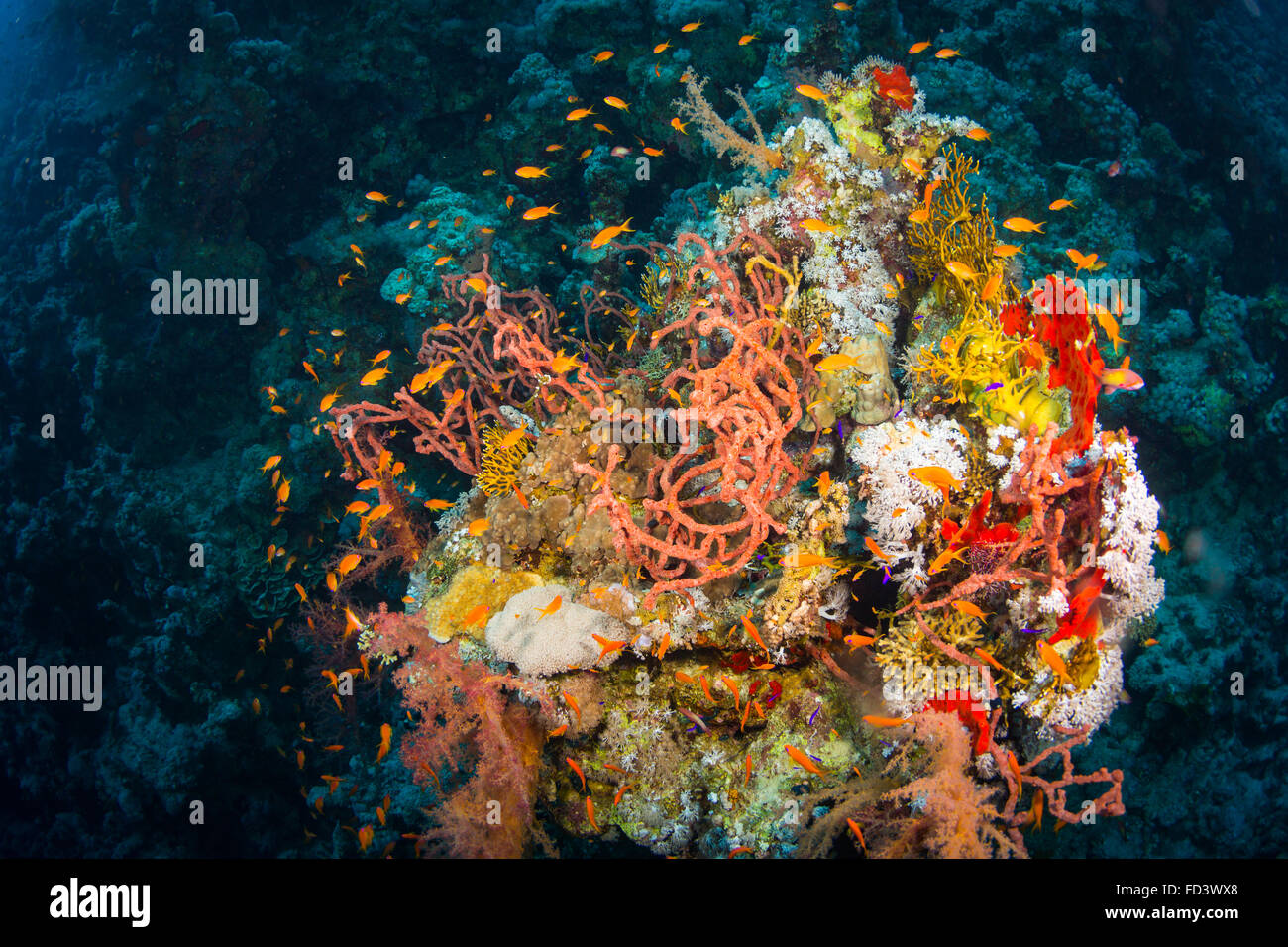 The reefs of the Red Sea Stock Photo - Alamy