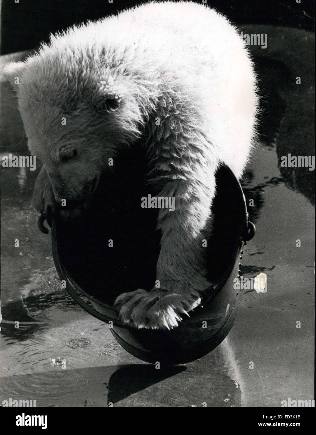 1956 - The Polar Bear and the Bucket. Spitfire decides to try and get in, or is it on, the bucket, now there's no more water in it. © Keystone Pictures USA/ZUMAPRESS.com/Alamy Live News Stock Photo