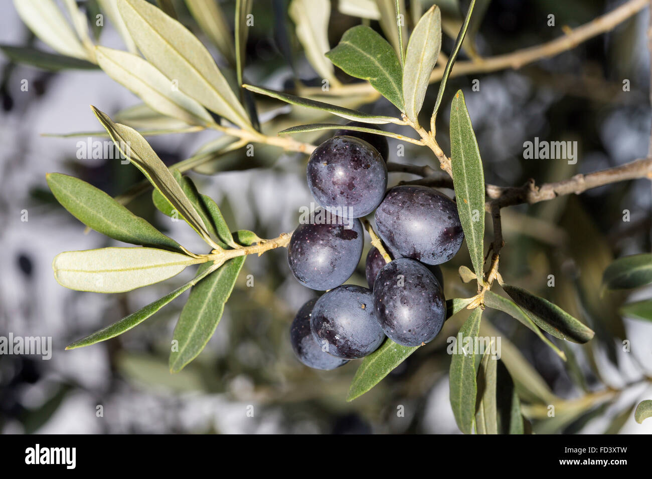 A load of black mature olives, Olea europaea, on a sprig Stock Photo