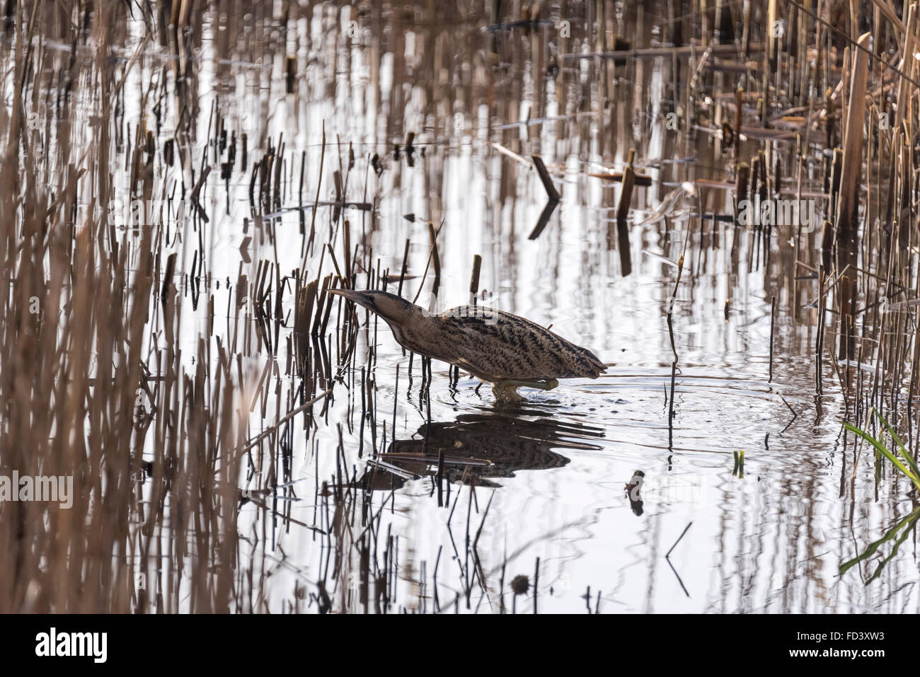 A Bittern crossing between two reed beds Stock Photo - Alamy