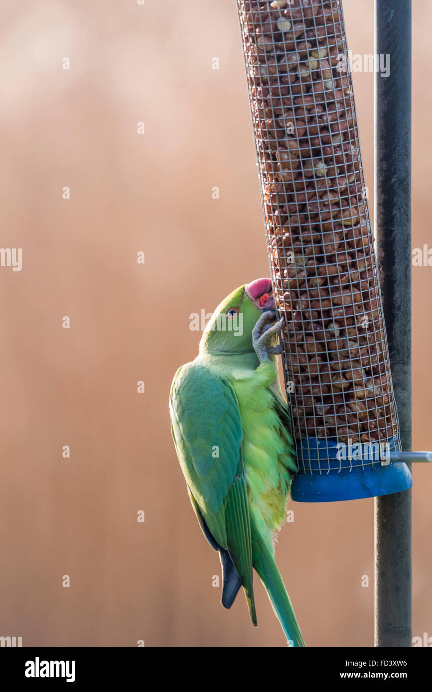 A Ring necked Parakeet hogging a peanut feeder at Fishers Green, Essex Stock Photo