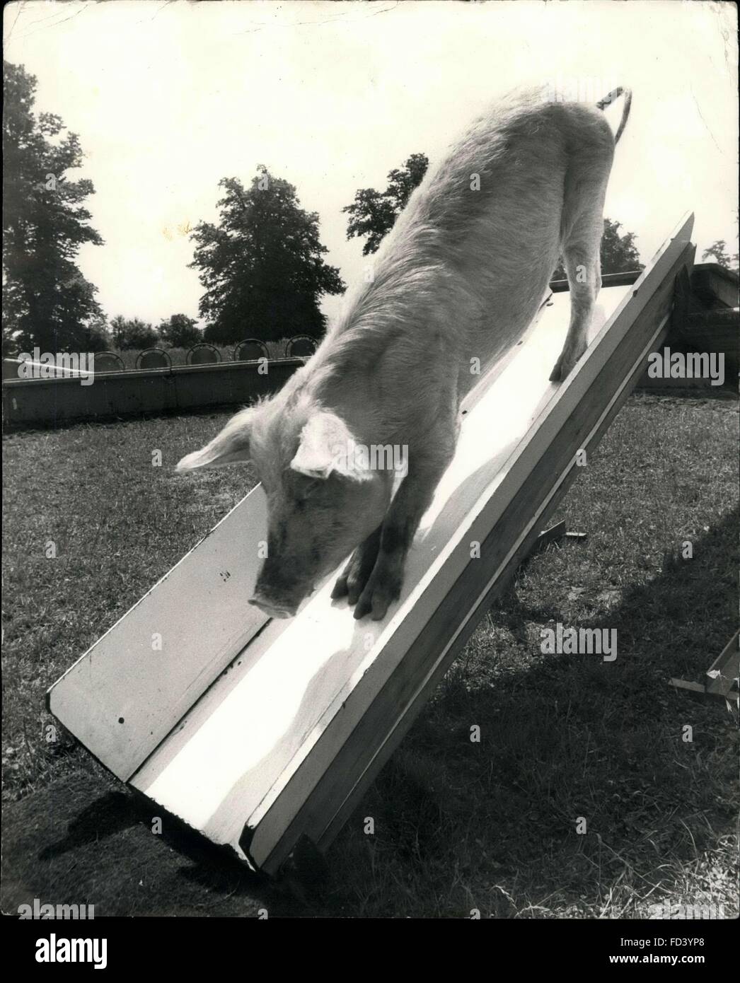 1962 - Pigs To The Rescue; The traditional St. Bernard mountain-rescue dog with a brandy barrel around its neck has a rival. Circus owner Michael Hirst from Wilshire has trained a groupe of pigs to perform rescue duties, including climbing and sliding down slippery slopes. Pigs are obstinate animals and difficult to train, but Heide here is able to walk obediently on leach and follow her karb drill. Photo Shows Bacon slider; Heidi shows how she can negotiate a slippery slope. © Keystone Pictures USA/ZUMAPRESS.com/Alamy Live News Stock Photo