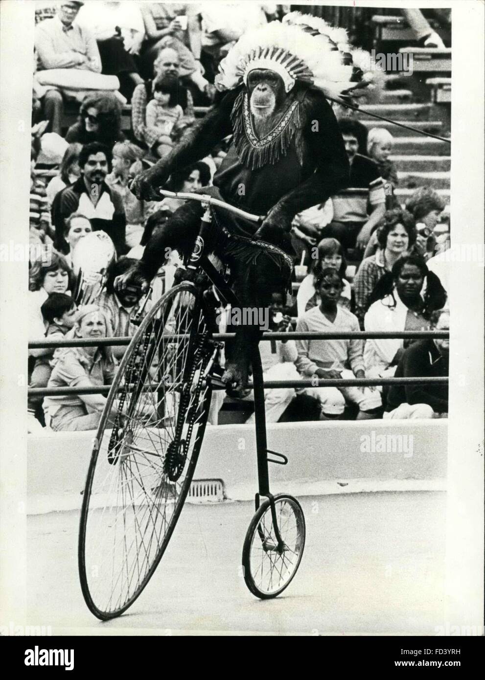 1974 - Clever Chimp It s a great accomplishment for a chimpanzee to ride a conventional bicycle. But 8-year-old Shana has mastered the art of riding this antique model that was popular in the period 1972-1975. The act is part of a performance at the Marine World/Africa park in Redwood City, California, in which the clever chimp takes the role of a Cherokee Indian Princess in what is called Wild West Show © Keystone Pictures USA/ZUMAPRESS.com/Alamy Live News Stock Photo