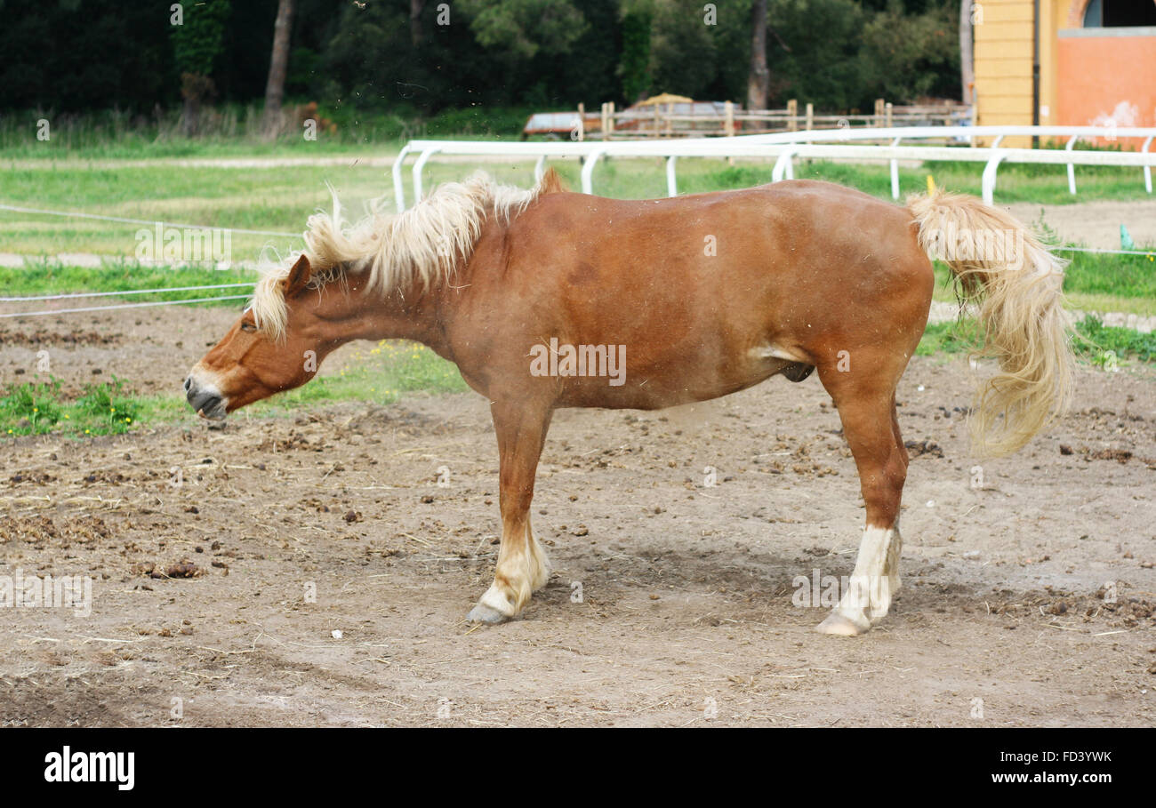 Horse shaking dust hires stock photography and images Alamy