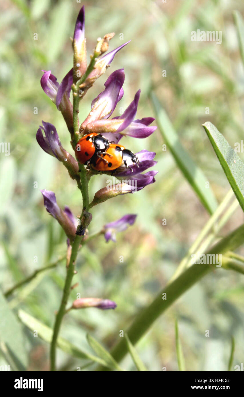 Glycyrrhiza glabra, liquorice, perennial herb with pinnate compound leaves, white flowers purple