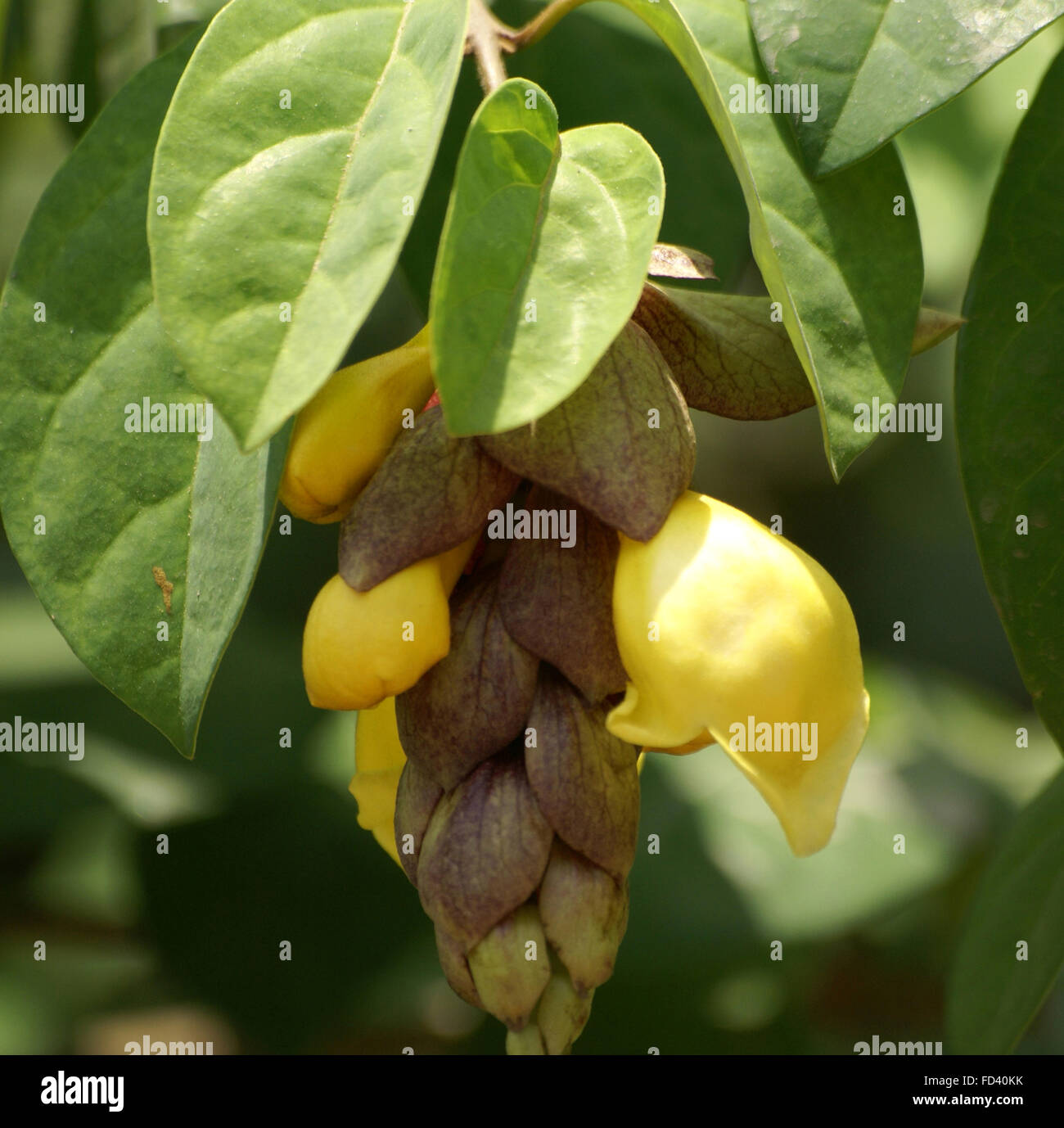 Gmelina philippensis, Parrot's beak, Scandent evergreen shrub with simple green leaves, spiny branches and yellow flowers Stock Photo